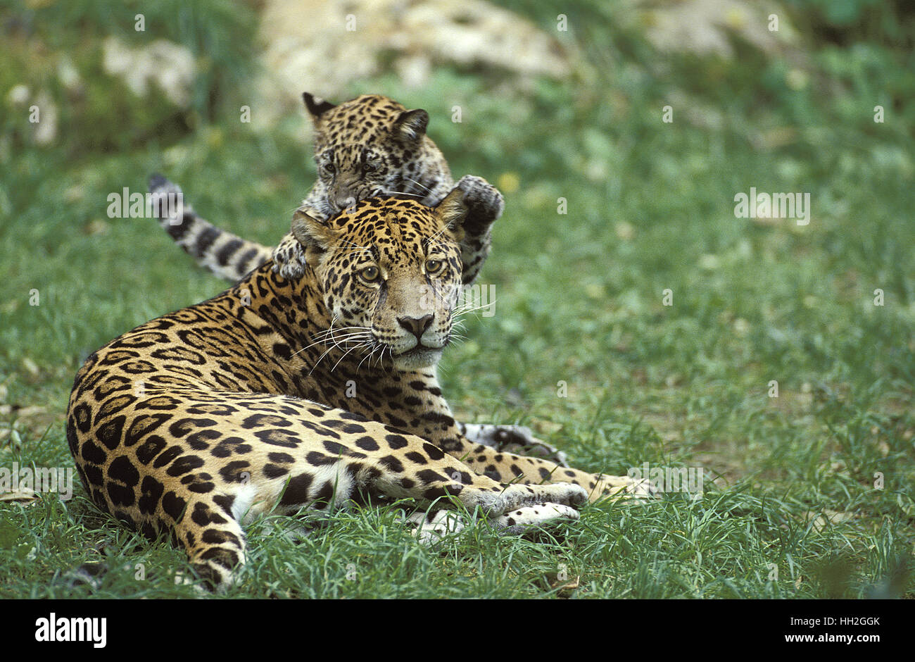 Bebe Jaguar Banque D Image Et Photos Alamy Bebe Jaguar Banque D Image Et Photos Alamy