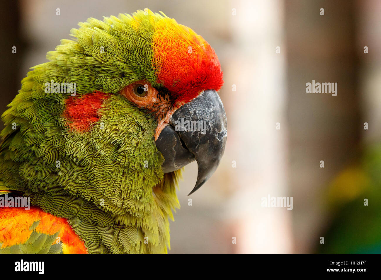 Belle grande Parrot assis et vous regarde. Banque D'Images