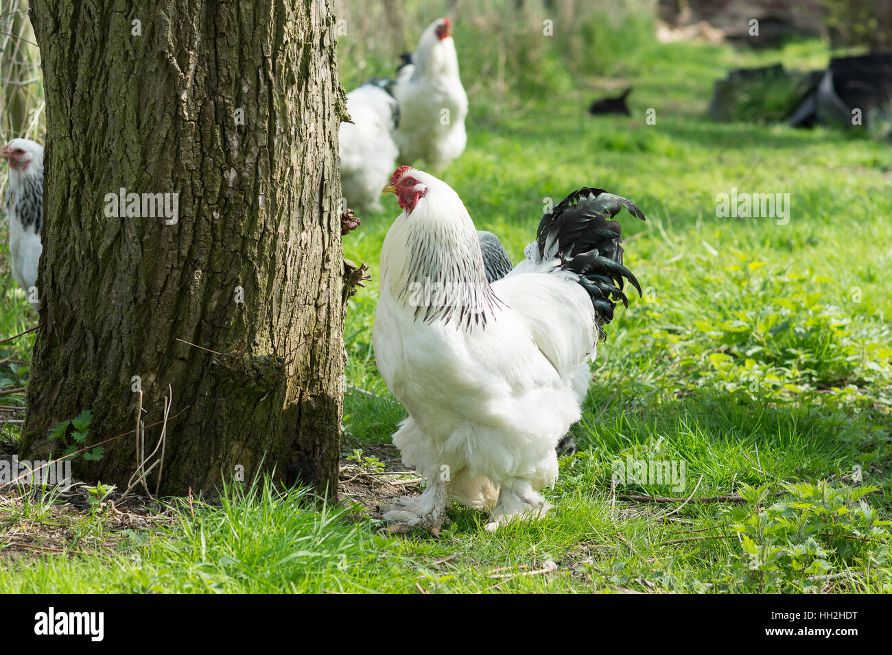 Élevage gratuit de poulets, de poules et de coqs Brahma, à la recherche de nourriture dans un jardin près d'un arbre et de l'herbe Banque D'Images