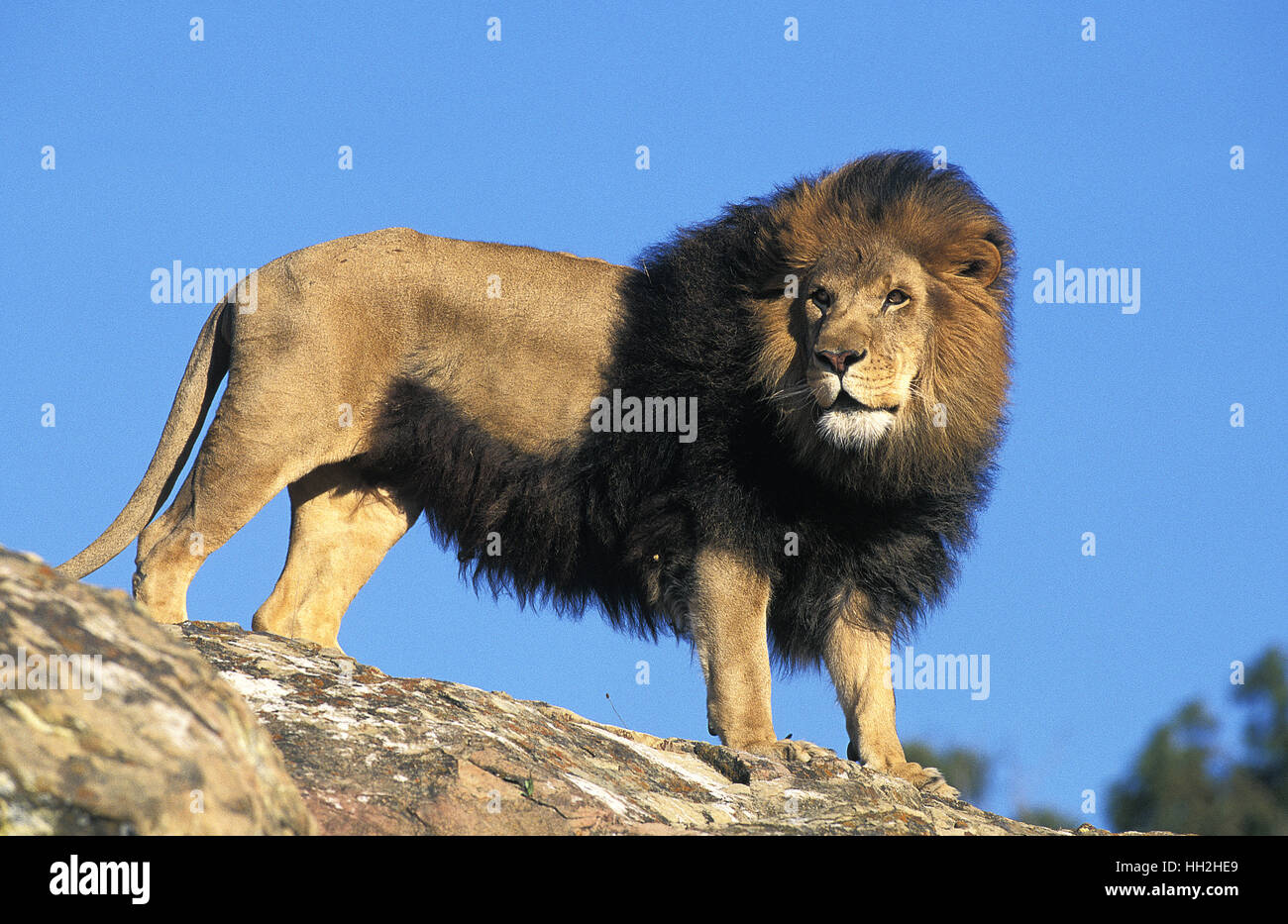 L'African Lion, Panthera leo, homme debout sur des rochers Banque D'Images