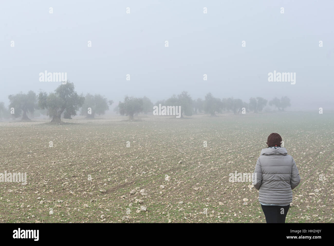Femme marche à travers un champ d'oliviers, sur un matin brumeux dans la province de Tolède, Espagne. Banque D'Images