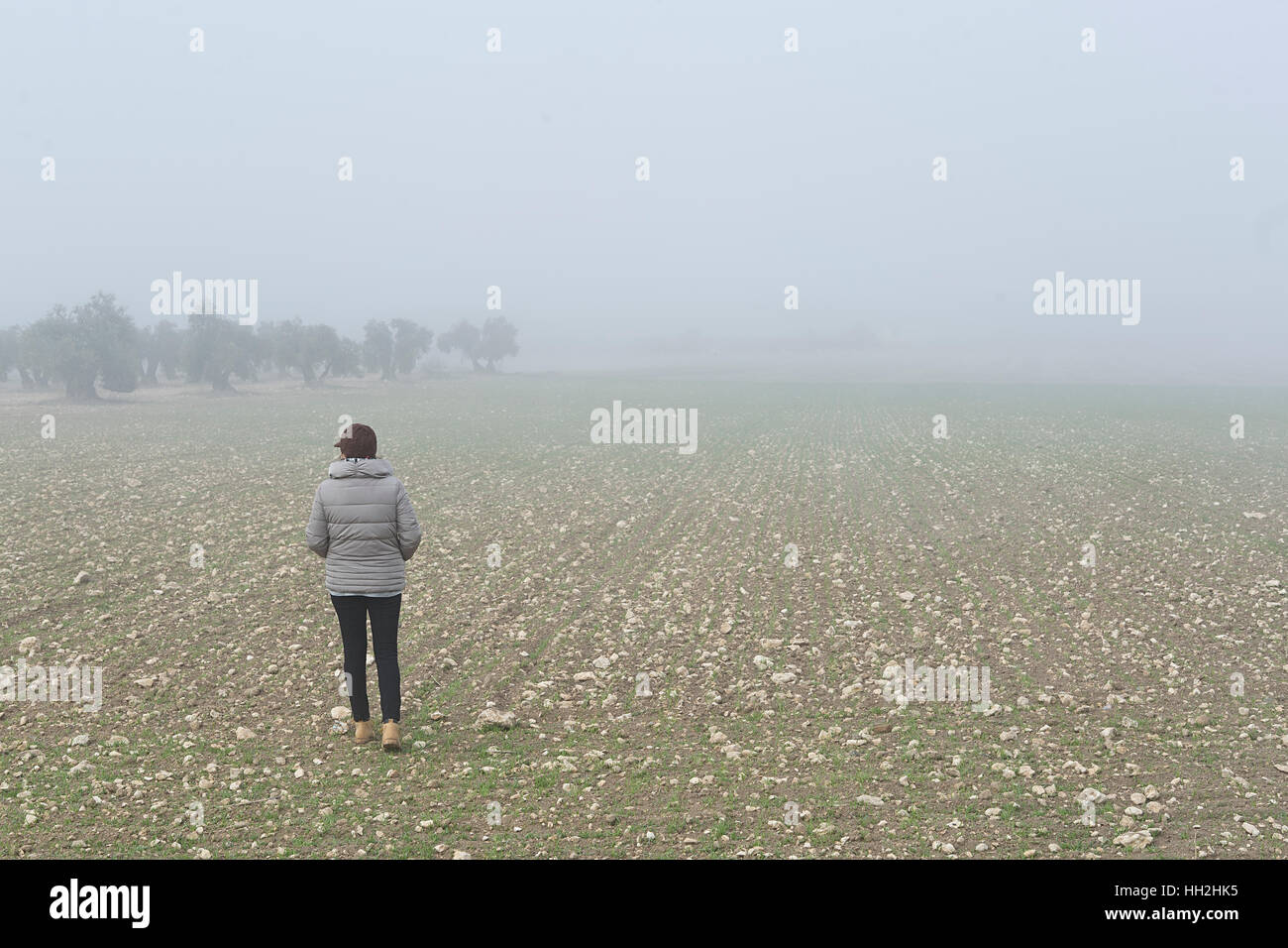 Femme marche à travers un champ d'oliviers, sur un matin brumeux dans la province de Tolède, Espagne. Banque D'Images