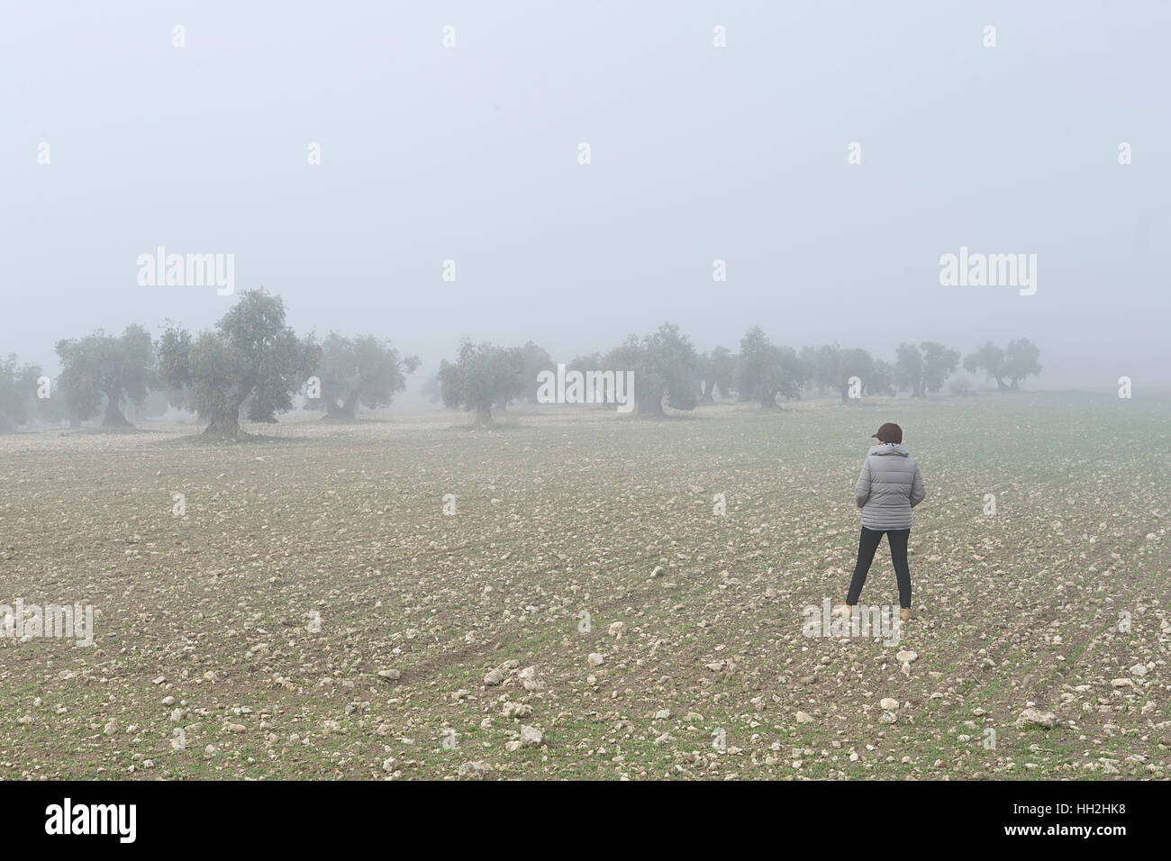 Femme marche à travers un champ d'oliviers, sur un matin brumeux dans la province de Tolède, Espagne. Banque D'Images