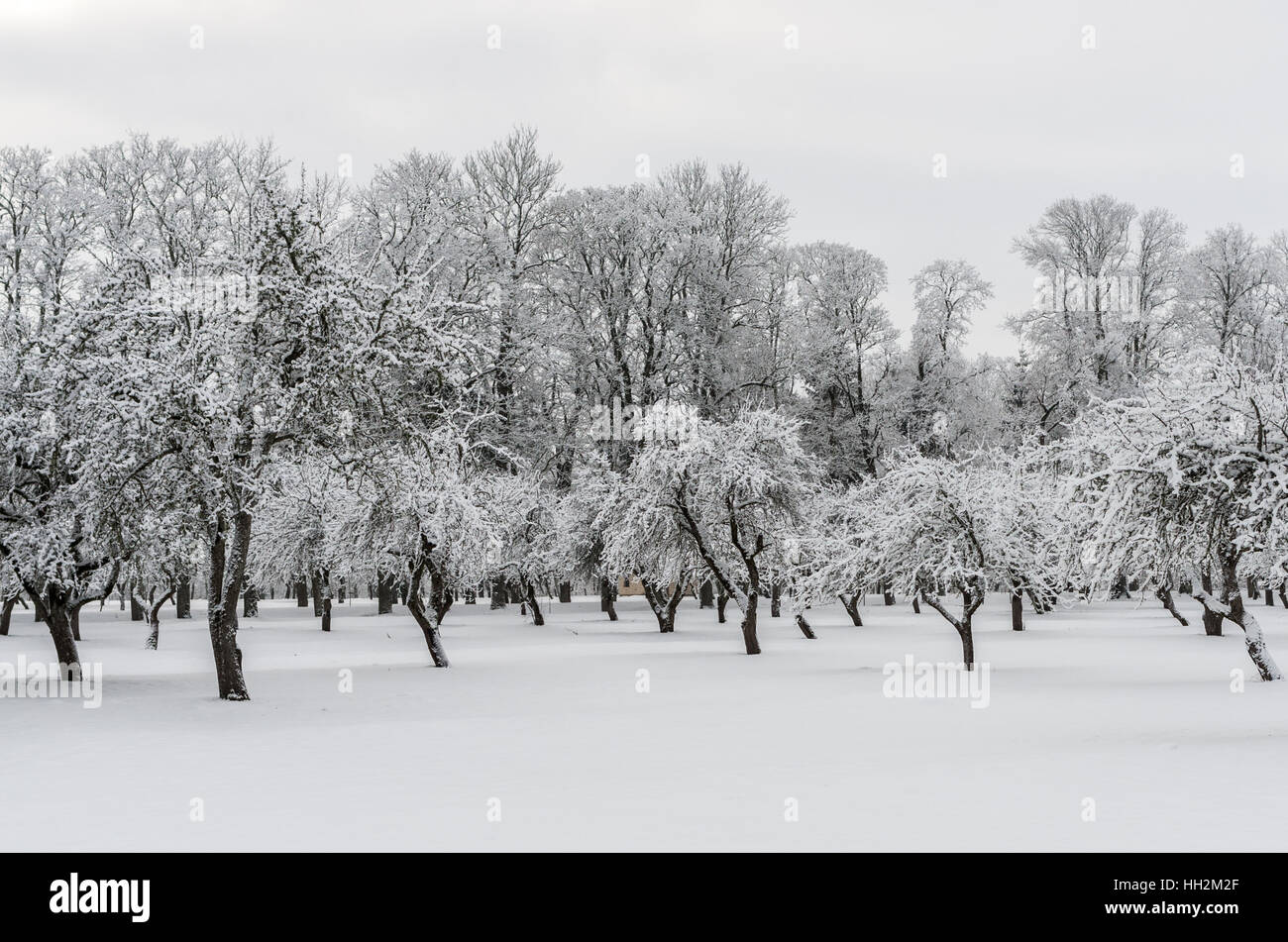 Le jardin des arbres dans la journée d'hiver Banque D'Images