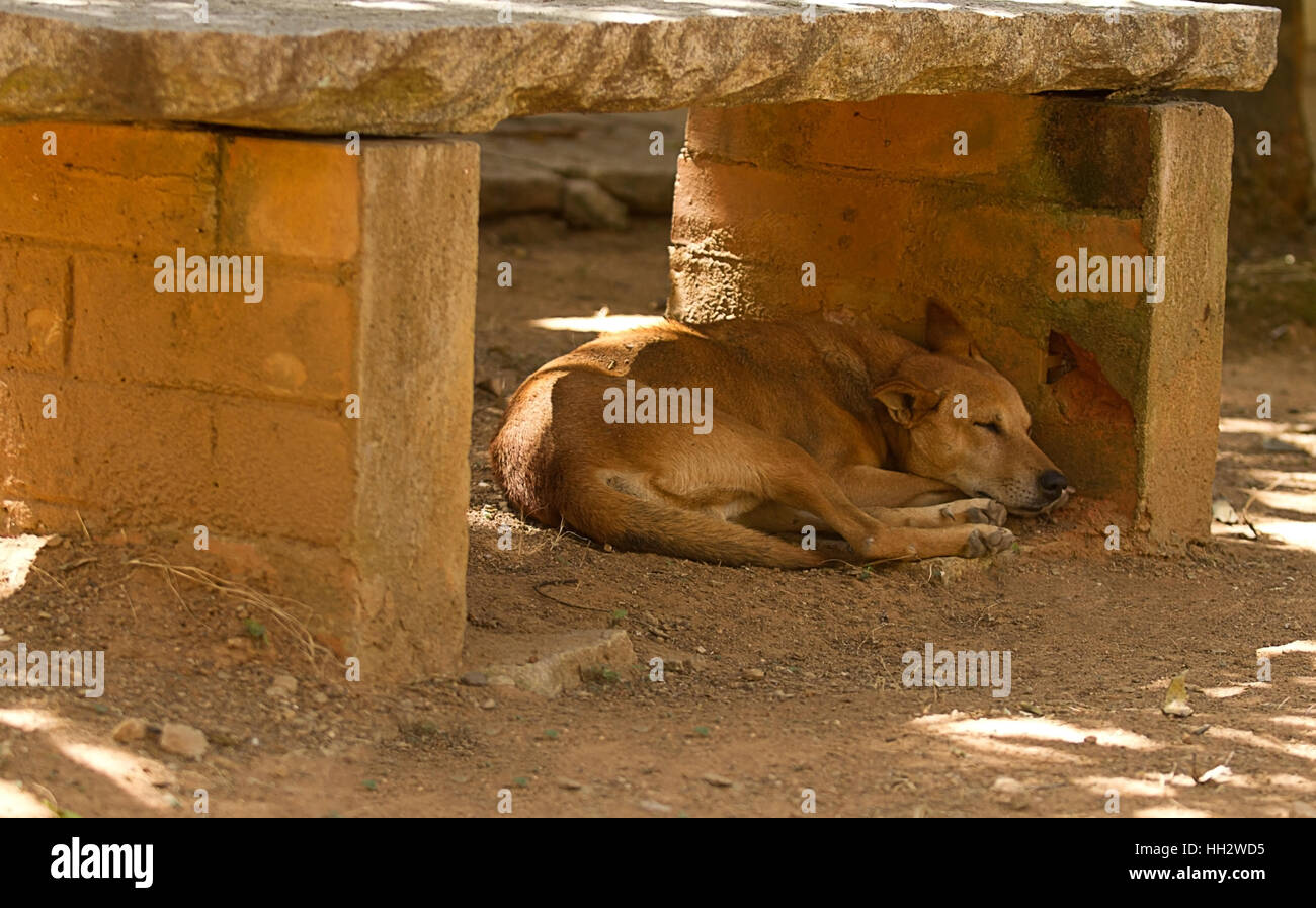 Photo d'un chien sauvage reposant sous un siège de pierre en Inde Banque D'Images