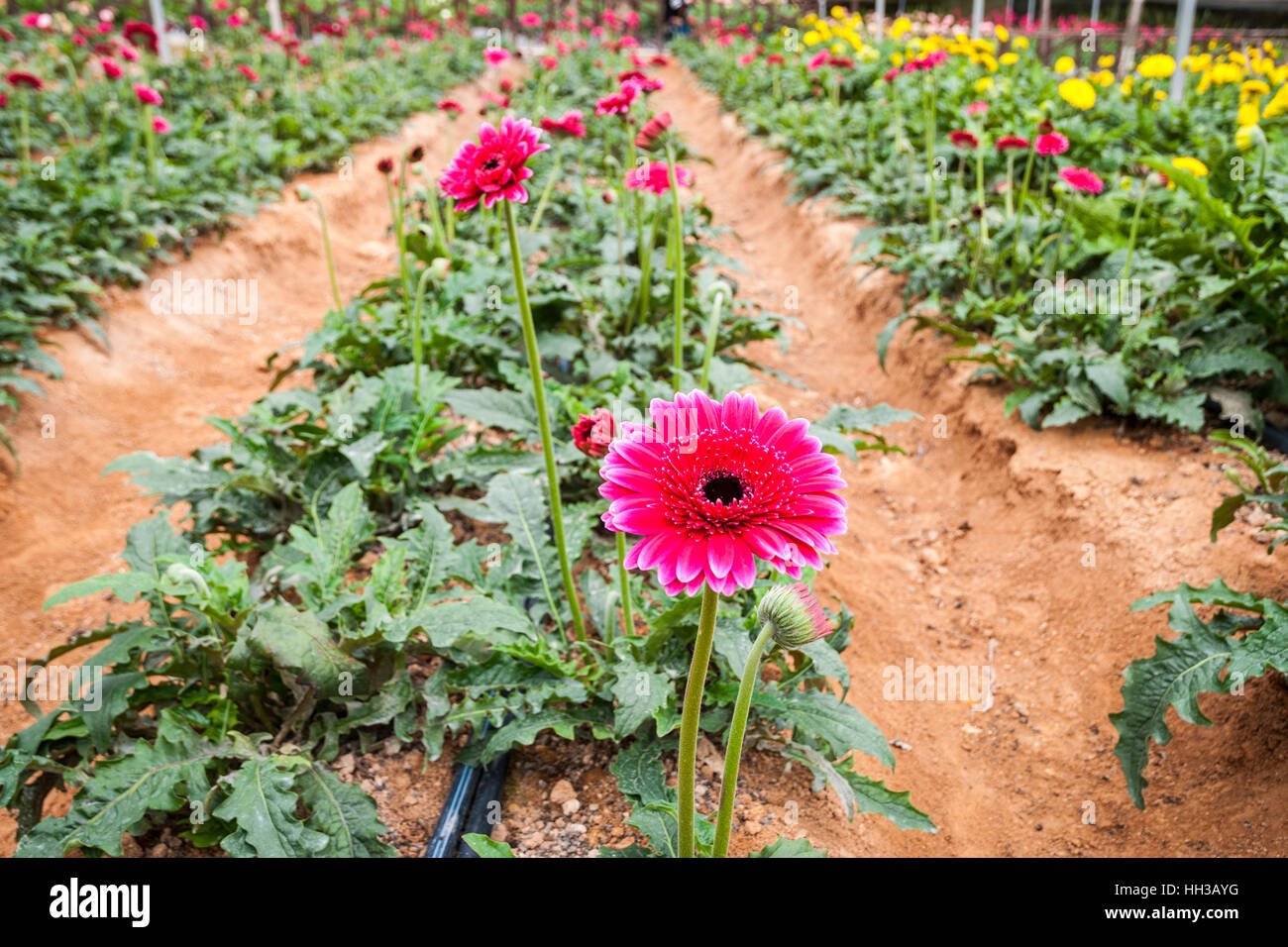 Gerber daisy fleurs en serre intérieure farm Banque D'Images