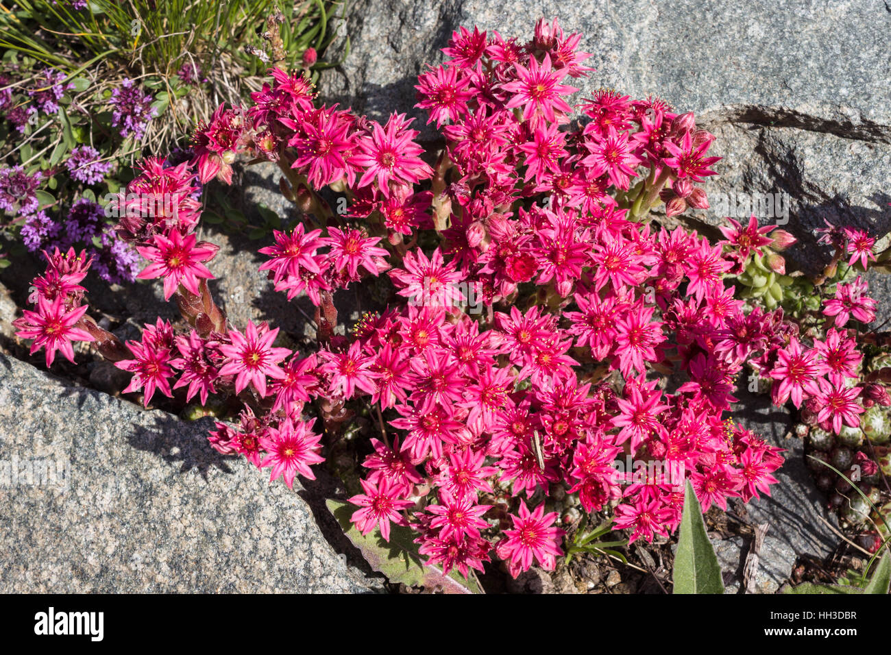 Sempervivum arachnoideum fleurs alpestres (spinneweb), de la vallée d'aoste, Italie. Photo prise à une altitude de 2500 mètres Banque D'Images