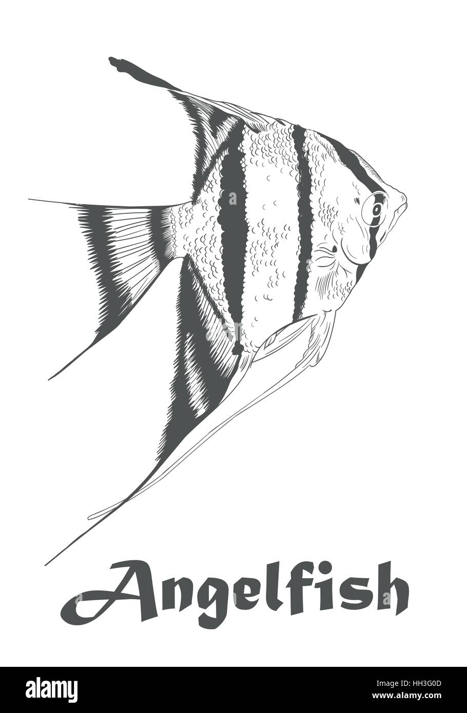 Croquis dessinés à la main, des poissons anges, Pterophyllum espèce proviennent de l'Amazone. Vector illustration incolore isolé sur blanc avec texte. Illustration de Vecteur
