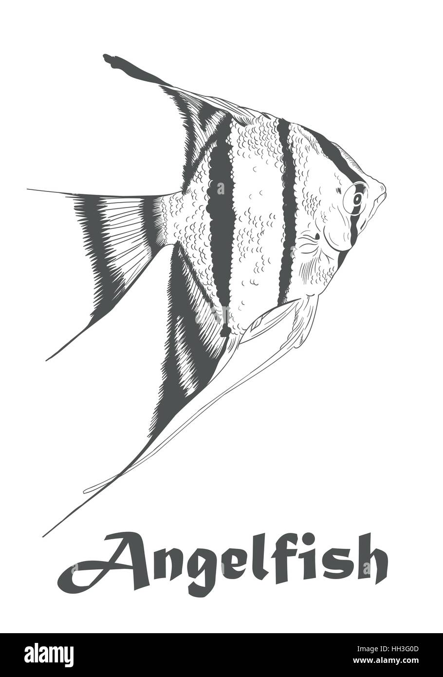 Poisson Incolore Angel on the amazon Banque d'images vectorielles - Alamy