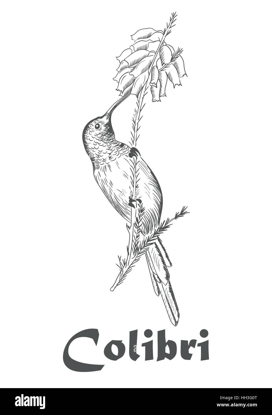 Main Colibli croquis, Hummingbird et livre de coloriage de fleur pour les adultes vector illustration isolé sur blanc avec texte Illustration de Vecteur