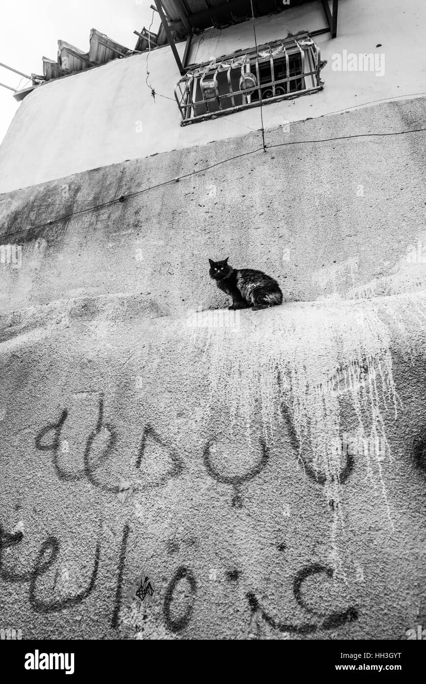 Deux chats sur le mur de la vieille ville de la Jérusalem, Israël Banque D'Images