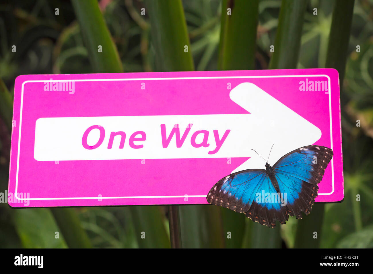 Bleu morpho papillon,morpho peleides, avec ailes ouvertes sur rose un signe dans la Glasshouse, RHS Garden Wisley, Surrey, Angleterre, Royaume-Uni en janvier Banque D'Images