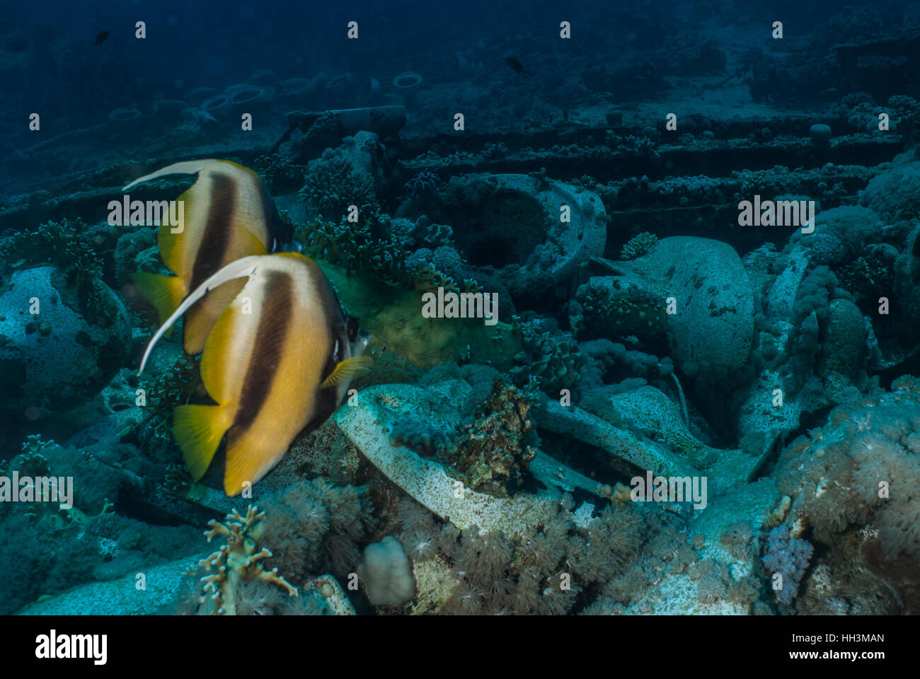 Heniochus intermedius bannerfish, mer Rouge, Chaetodontidae, Mer Rouge, Sharm el Sheikh, Egypte Banque D'Images