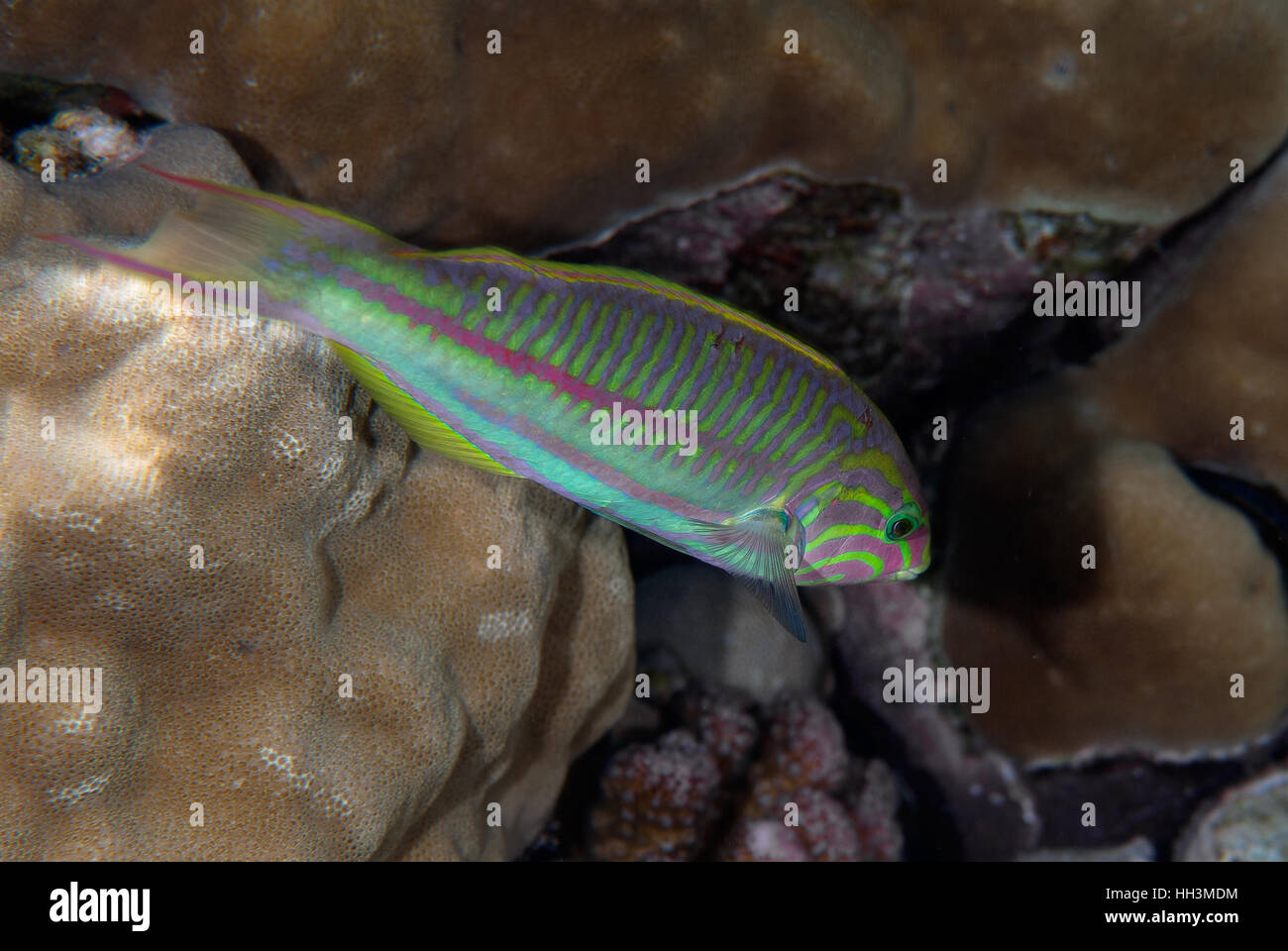 Klunzinger's wrasse Thalassoma rueppellii,, labres, Sharm el Sheikh, Mer Rouge, Egypte Banque D'Images