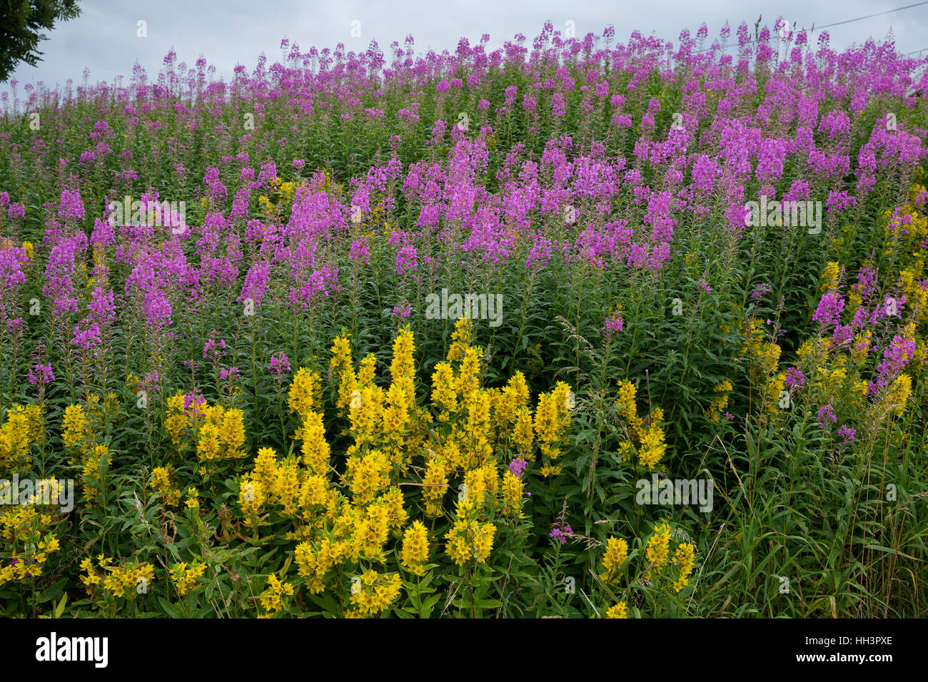 Schmalblättriges Weidenröschen, Epilobium angustifolium, Chamerion angustifolium, Chamaenerion angustifolium, incendie, lutte contre les mauvaises herbes, de l'épilobe grand willowherb, R Banque D'Images