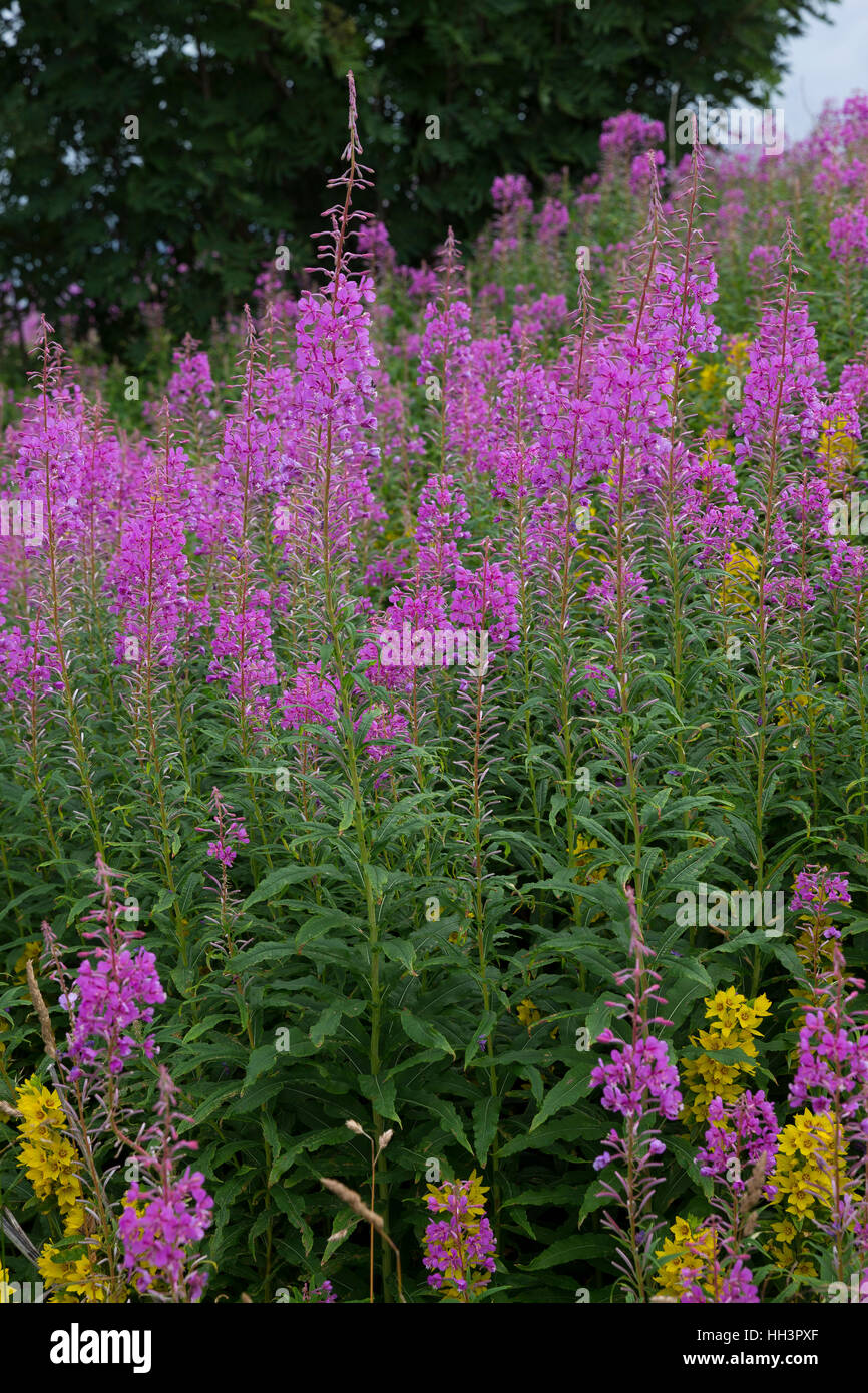 Schmalblättriges Weidenröschen, Epilobium angustifolium, Chamerion angustifolium, Chamaenerion angustifolium, incendie, lutte contre les mauvaises herbes, de l'épilobe grand willowherb, R Banque D'Images