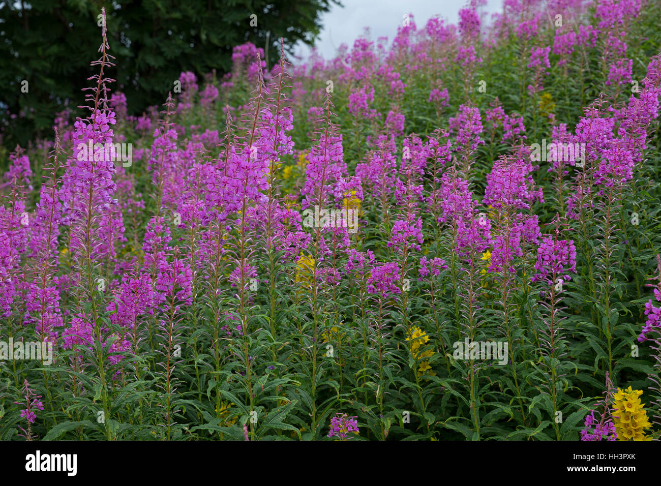 Schmalblättriges Weidenröschen, Epilobium angustifolium, Chamerion angustifolium, Chamaenerion angustifolium, incendie, lutte contre les mauvaises herbes, de l'épilobe grand willowherb, R Banque D'Images