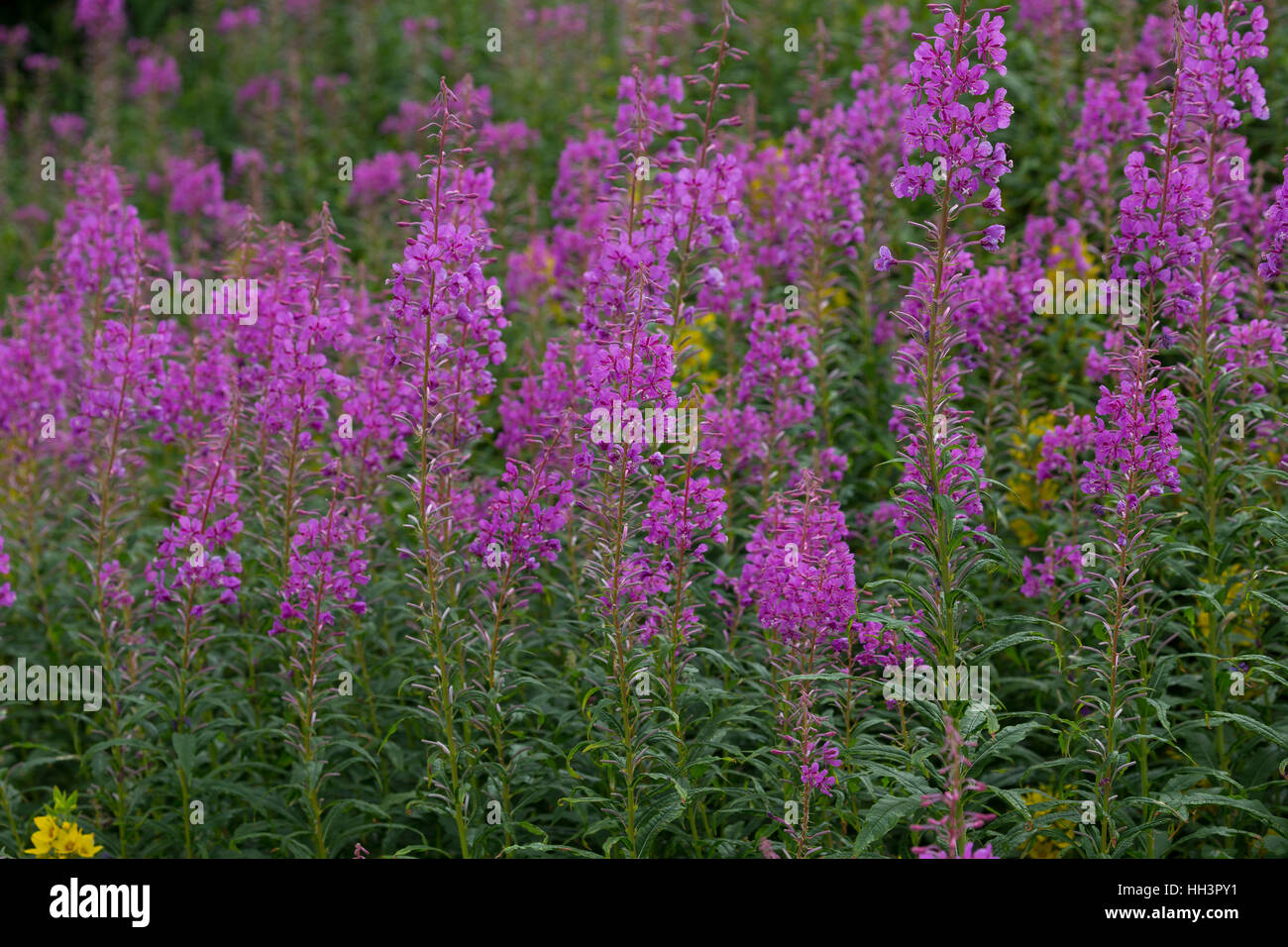 Schmalblättriges Weidenröschen, Epilobium angustifolium, Chamerion angustifolium, Chamaenerion angustifolium, incendie, lutte contre les mauvaises herbes, de l'épilobe grand willowherb, R Banque D'Images