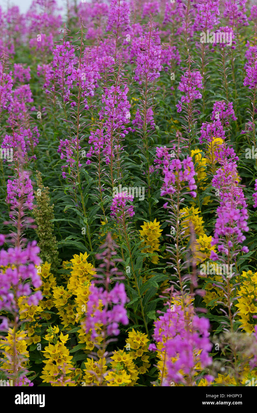 Schmalblättriges Weidenröschen, Epilobium angustifolium, Chamerion angustifolium, Chamaenerion angustifolium, incendie, lutte contre les mauvaises herbes, de l'épilobe grand willowherb, R Banque D'Images