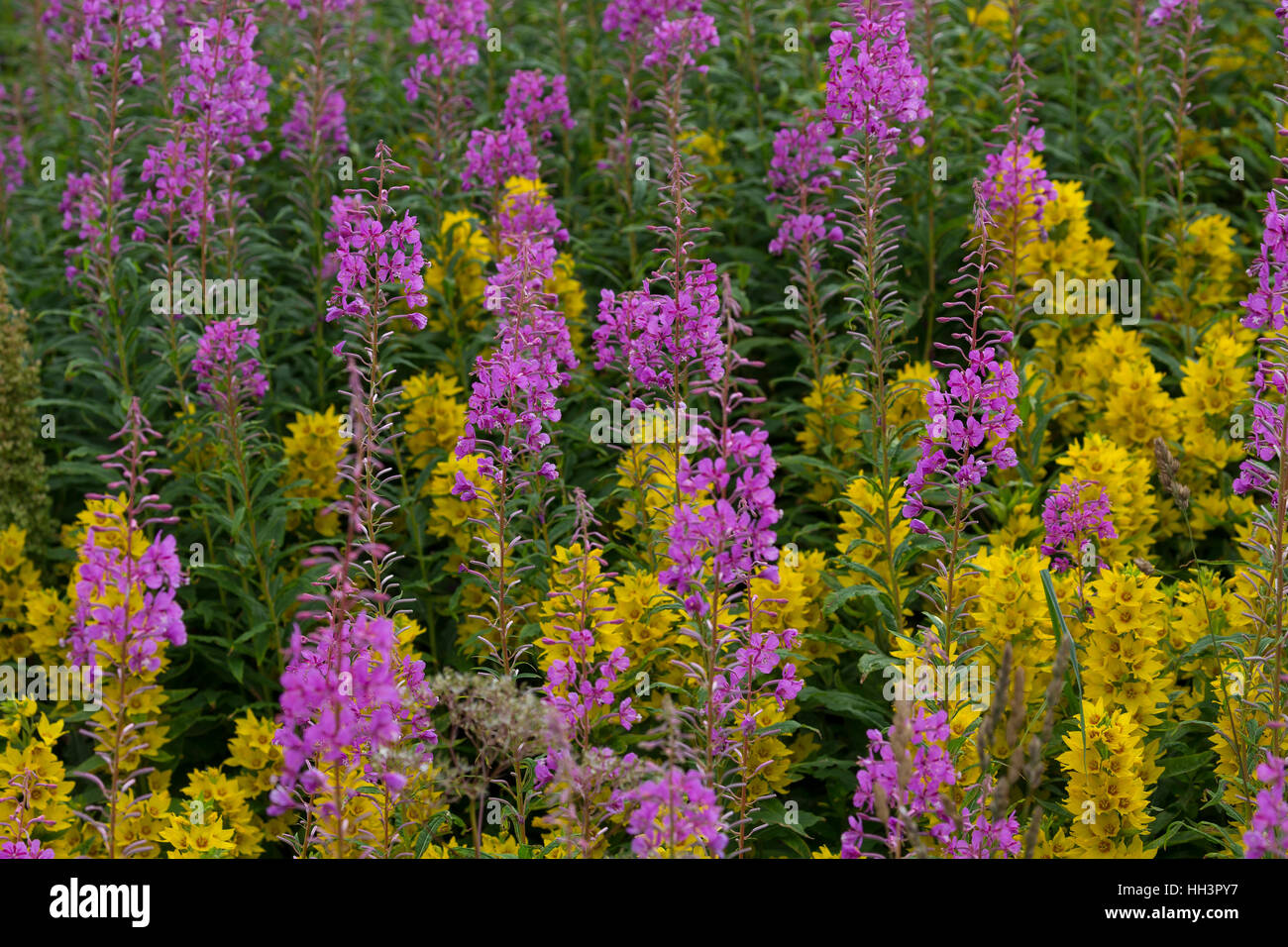 Schmalblättriges Weidenröschen, Epilobium angustifolium, Chamerion angustifolium, Chamaenerion angustifolium, incendie, lutte contre les mauvaises herbes, de l'épilobe grand willowherb, R Banque D'Images