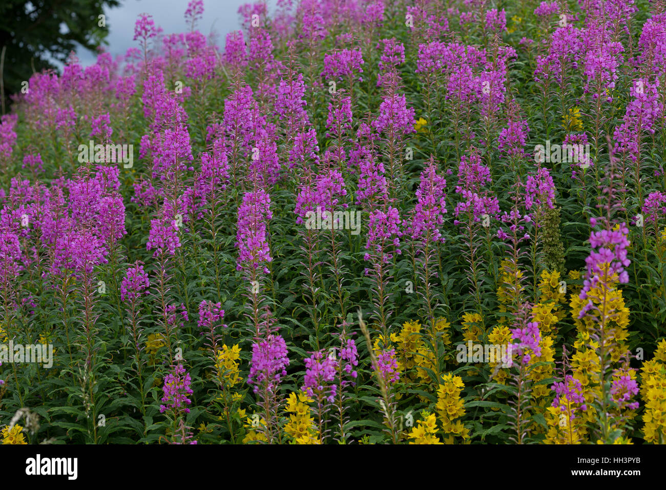 Schmalblättriges Weidenröschen, Epilobium angustifolium, Chamerion angustifolium, Chamaenerion angustifolium, incendie, lutte contre les mauvaises herbes, de l'épilobe grand willowherb, R Banque D'Images