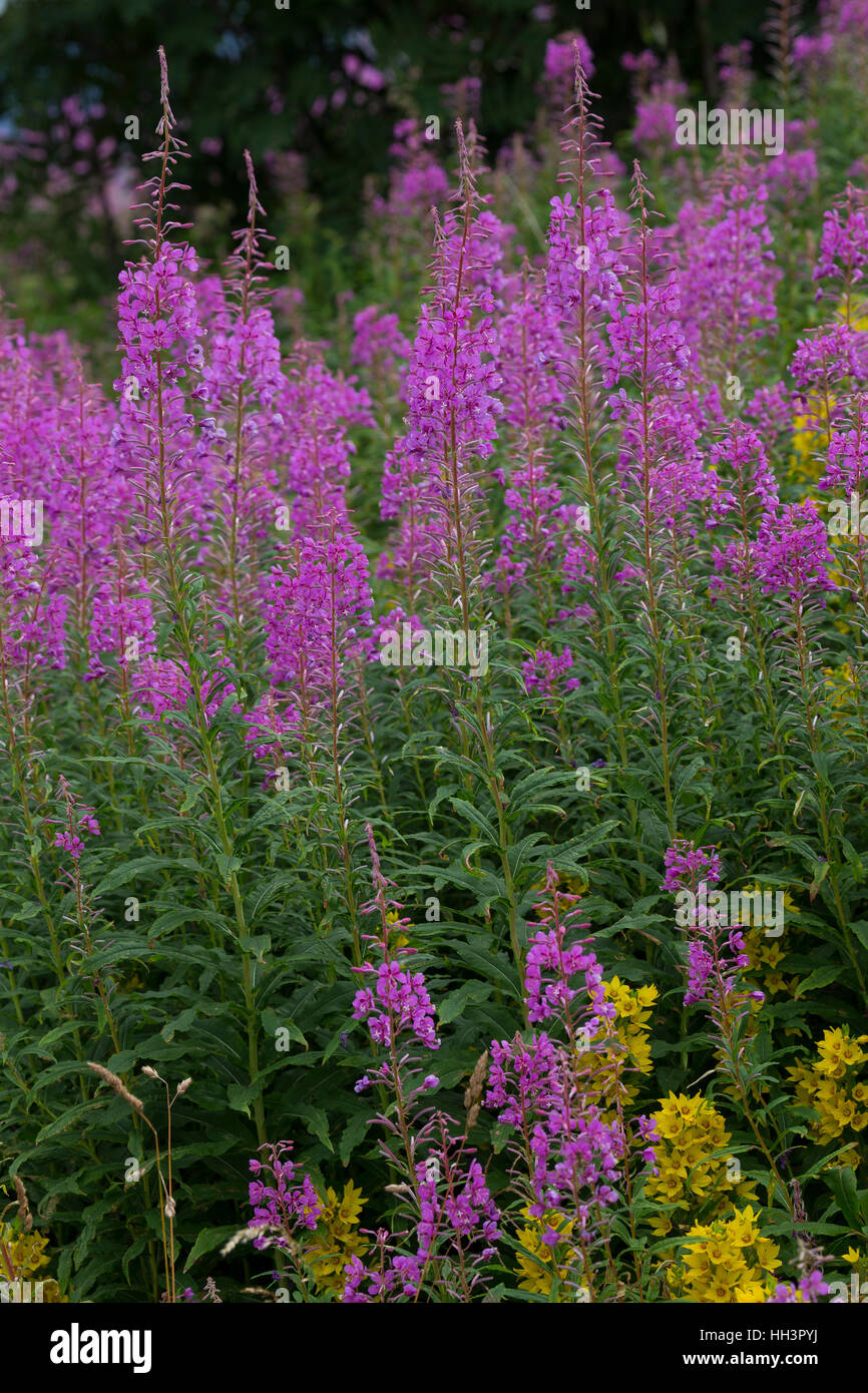 Schmalblättriges Weidenröschen, Epilobium angustifolium, Chamerion angustifolium, Chamaenerion angustifolium, incendie, lutte contre les mauvaises herbes, de l'épilobe grand willowherb, R Banque D'Images