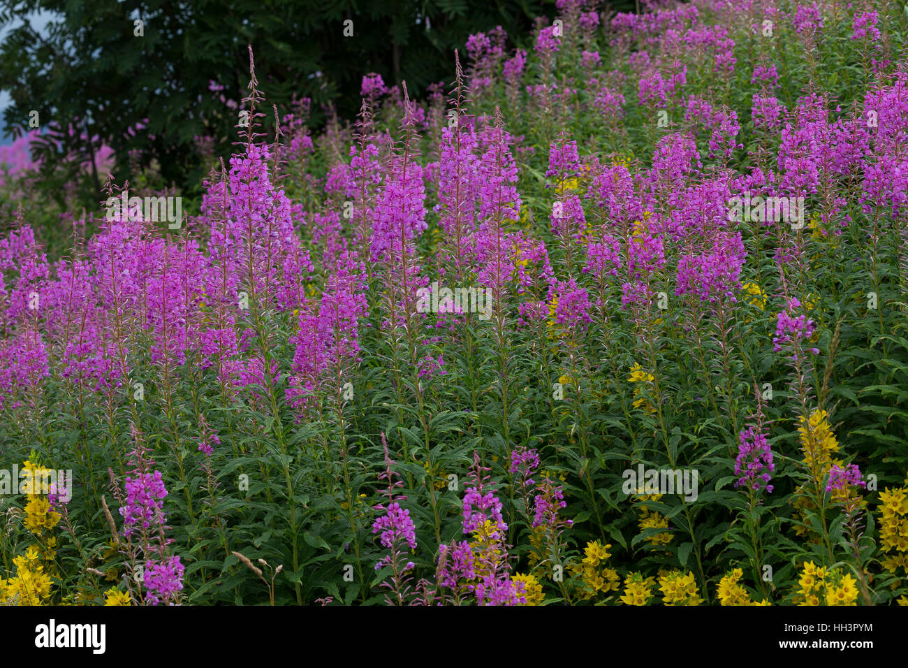 Schmalblättriges Weidenröschen, Epilobium angustifolium, Chamerion angustifolium, Chamaenerion angustifolium, incendie, lutte contre les mauvaises herbes, de l'épilobe grand willowherb, R Banque D'Images