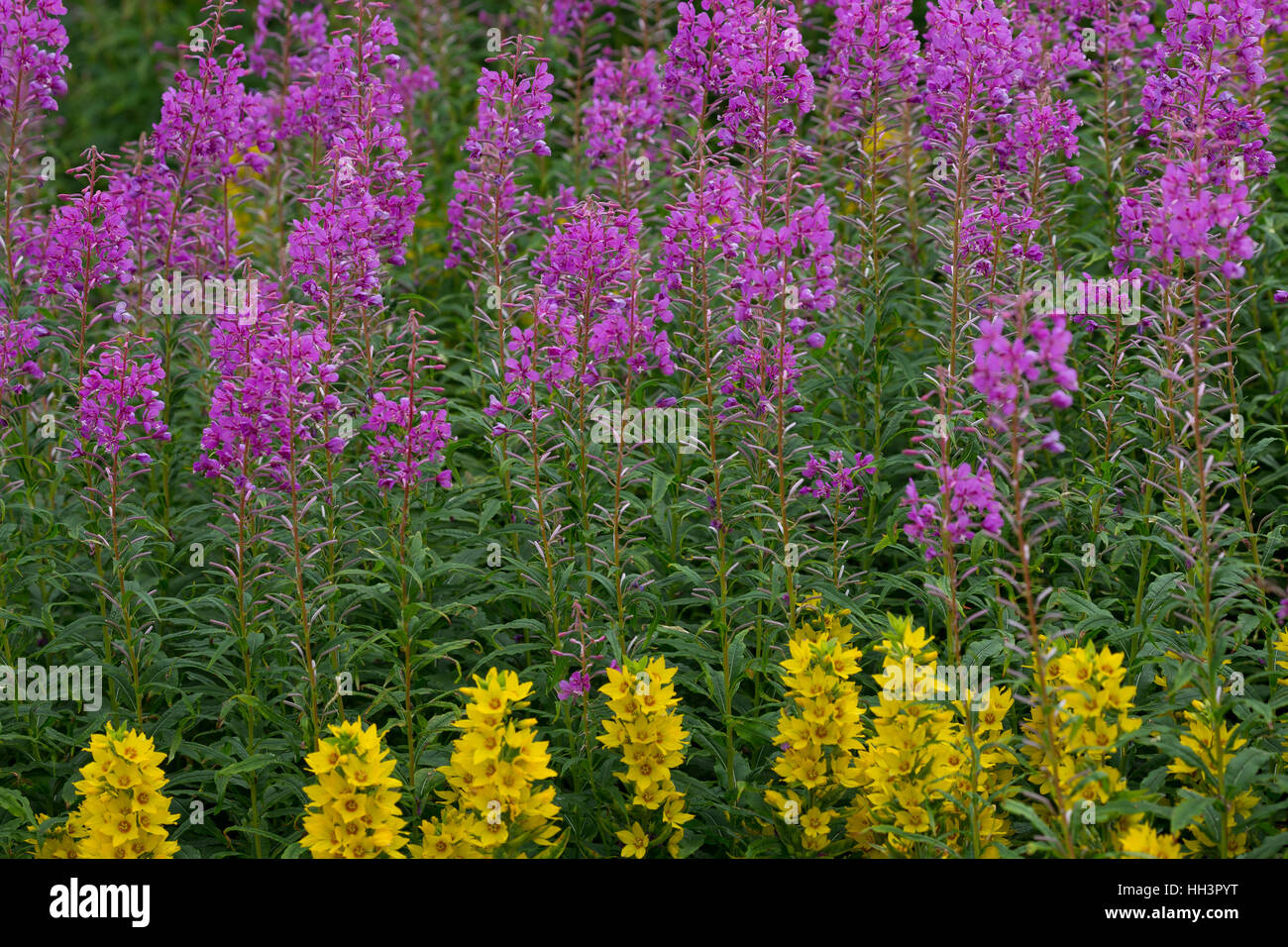 Schmalblättriges Weidenröschen, Epilobium angustifolium, Chamerion angustifolium, Chamaenerion angustifolium, incendie, lutte contre les mauvaises herbes, de l'épilobe grand willowherb, R Banque D'Images