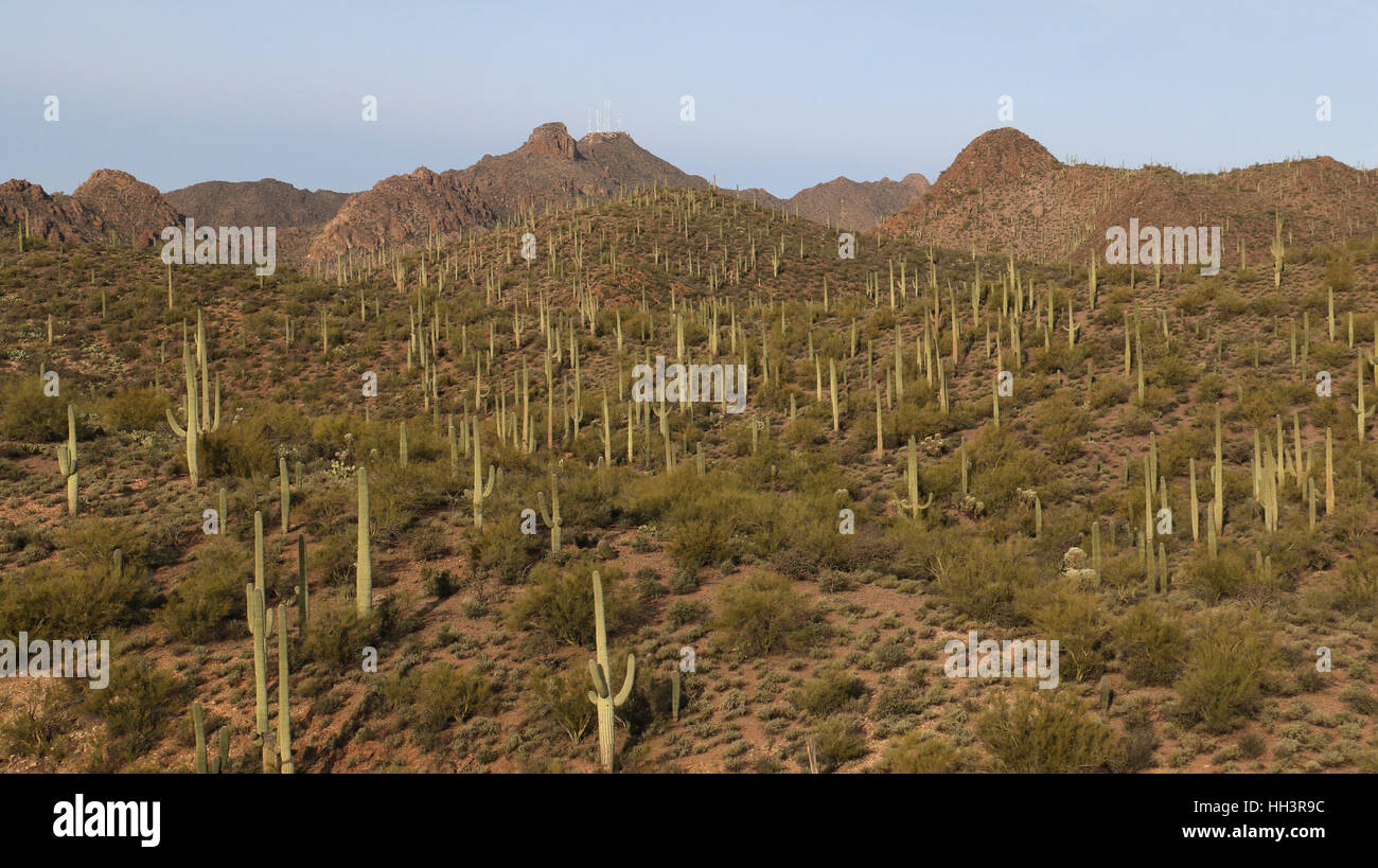 Randonneur sur mountain du désert de l'Arizona Tuscon Banque D'Images