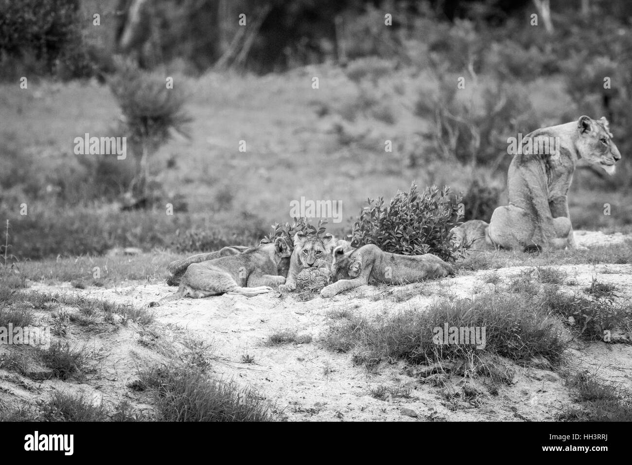 Des lionceaux jouant avec une tortue léopard en noir et blanc dans le Parc National Kruger, Afrique du Sud. Banque D'Images