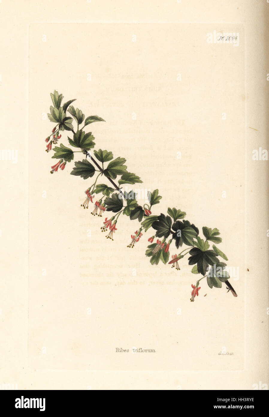 Ribes triflorum. La gravure sur cuivre coloriée par George Cooke de Conrad Loddiges Cabinet Botanique', London, 1825. Banque D'Images