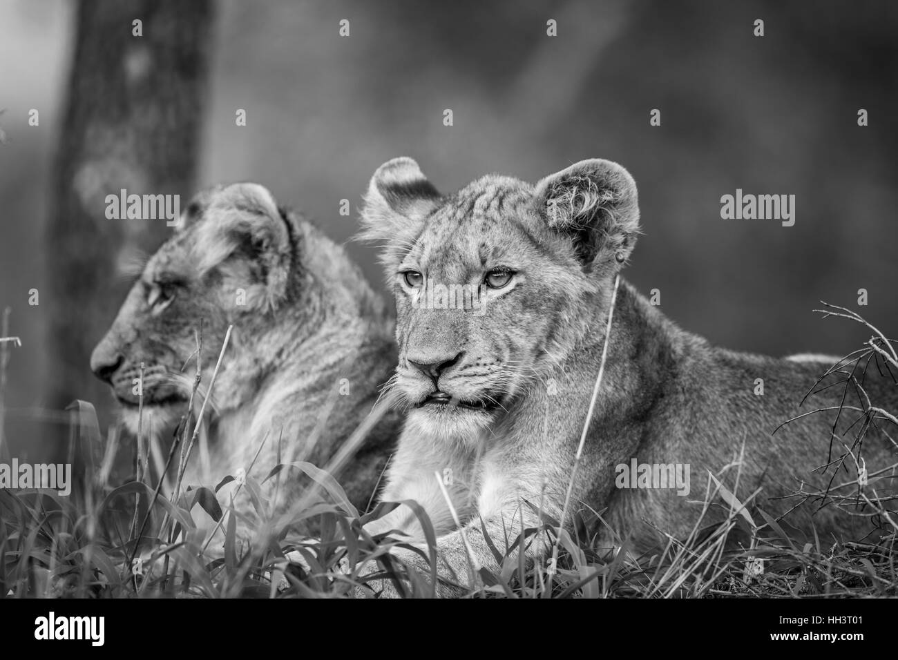 Deux lionceaux pose dans l'herbe en noir et blanc dans le Parc National Kruger, Afrique du Sud. Banque D'Images