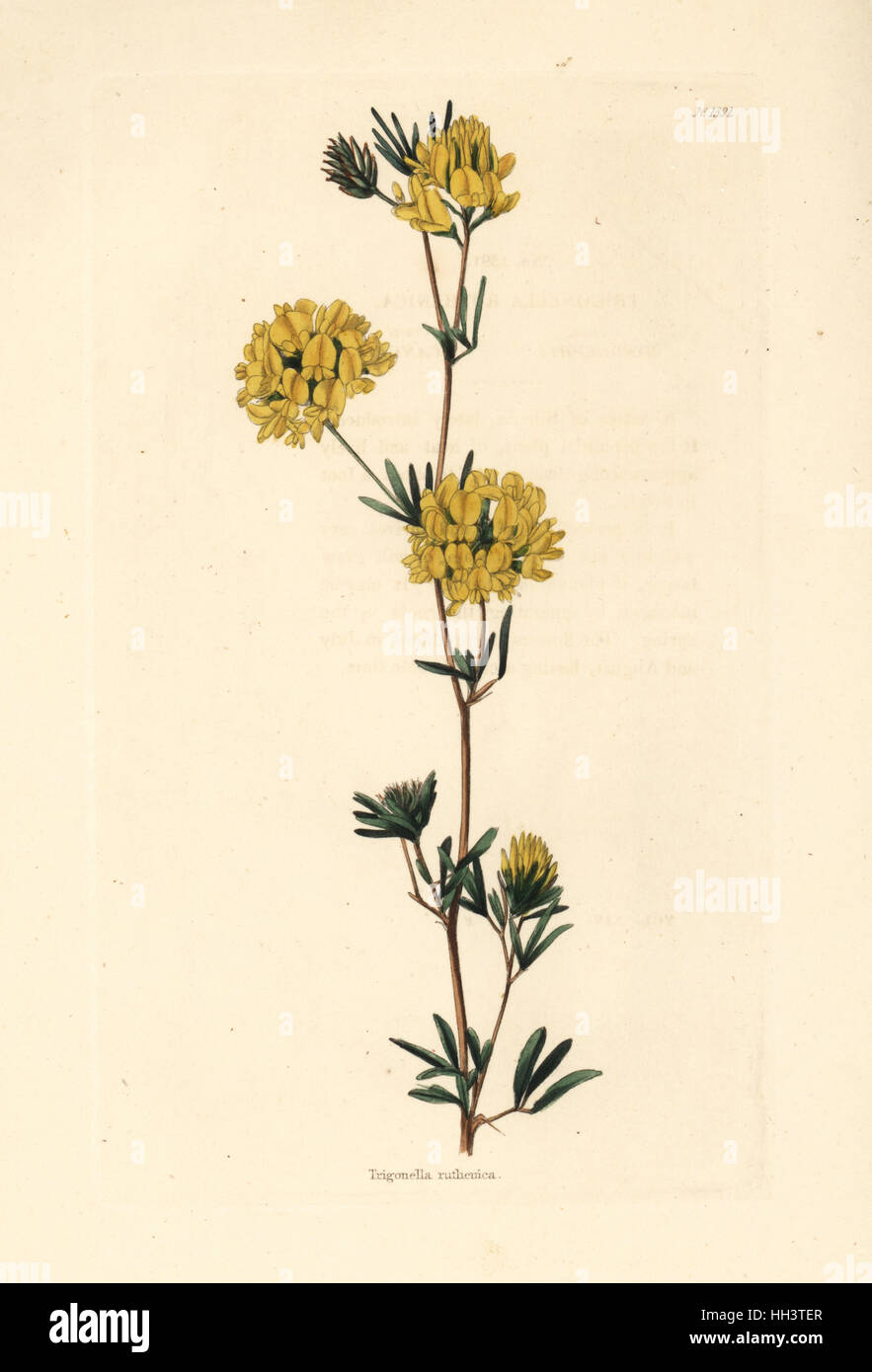 Luzerne, Medicago ruthenica (Trigonella ruthenica). La gravure sur cuivre coloriée par George Cooke de Conrad Loddiges Cabinet Botanique', London, 1828. Banque D'Images