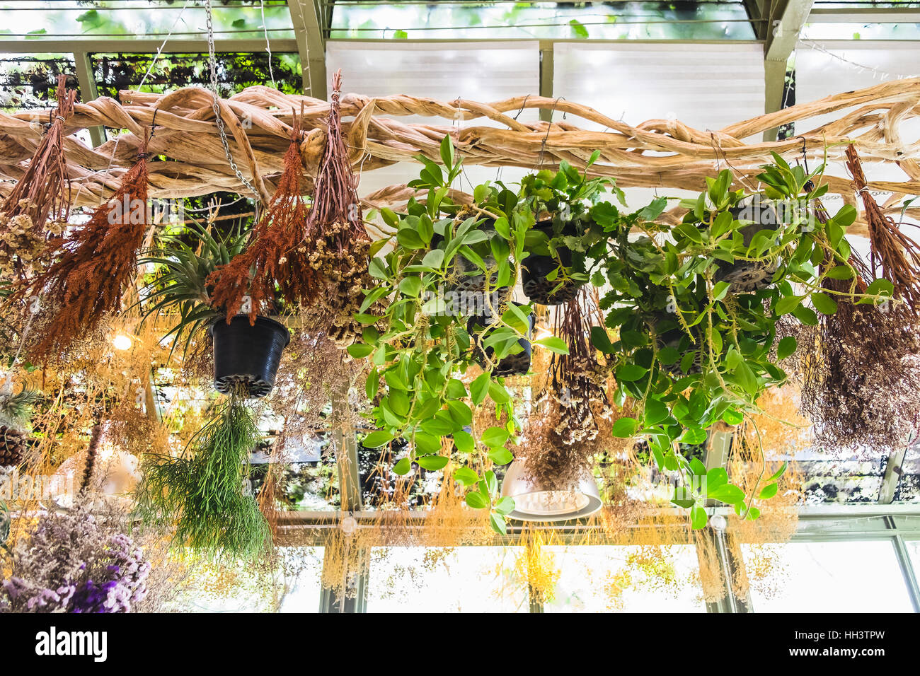 Divers plante et fleurs sèches accroché sur la décoration de la vigne Banque D'Images