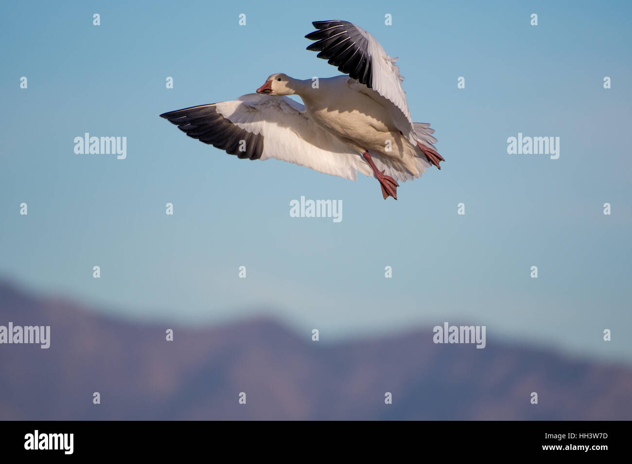 Les Oies des neiges (Chen caerulescens), Ladd, S. Gordon Waterfowl Management Area, New Mexico, USA. Banque D'Images