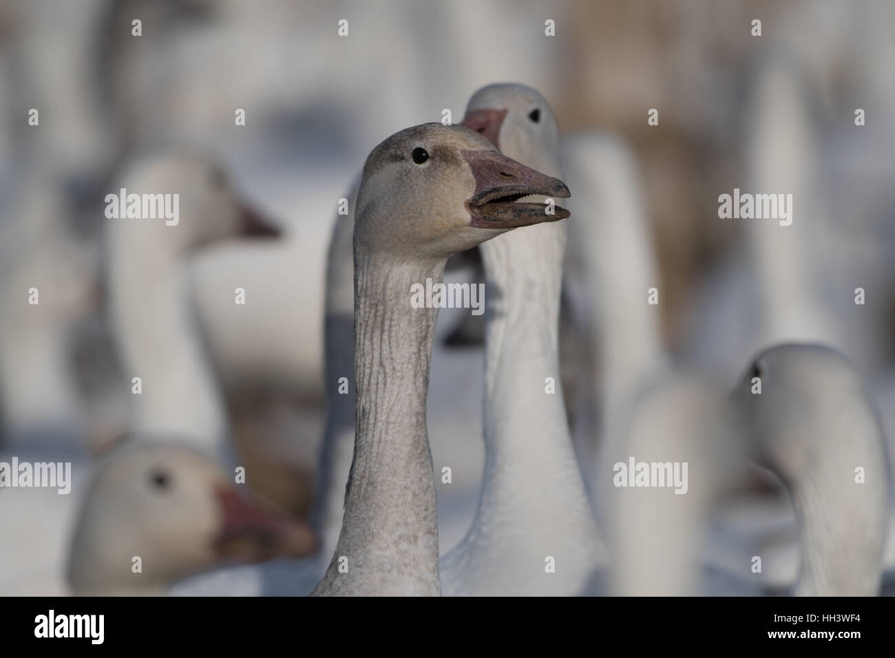 Les Oies des neiges (Chen caerulescens), Ladd, S. Gordon Waterfowl Management Area, New Mexico, USA. Banque D'Images