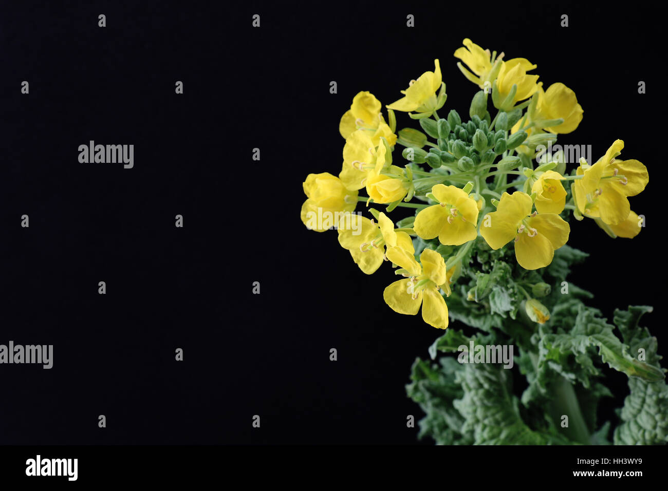 Fleur de moutarde noire sur le terrain Banque D'Images