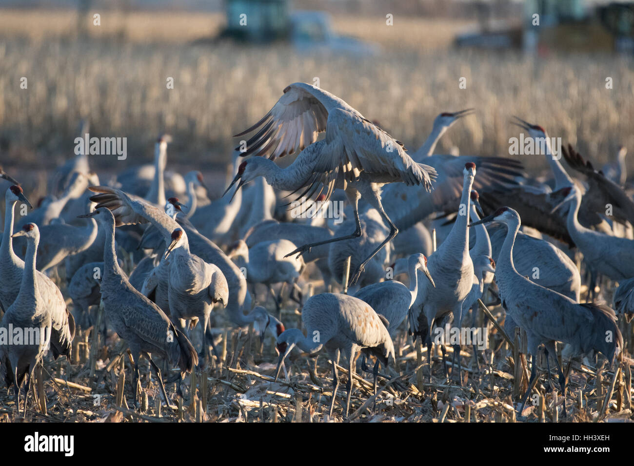 Aux prises avec une plus grande, les Grues du Canada (Grus canadensis tabida), Ladd S. Gordon Waterfowl Management Area, New Mexico, USA. Banque D'Images