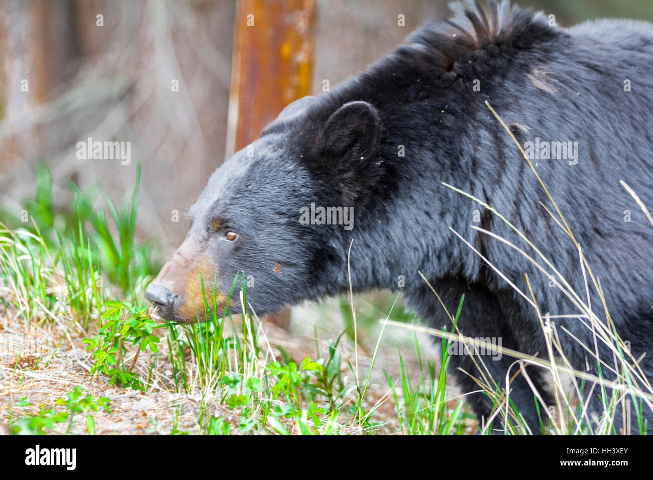 La chasse à l'ours noir de l'Amérique dans les bois Banque D'Images