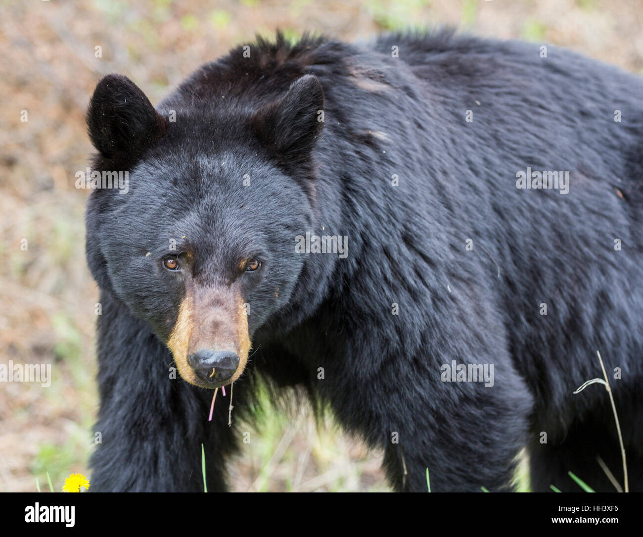 L'ours noir vous regarde, se concentrer sur ses yeux Banque D'Images