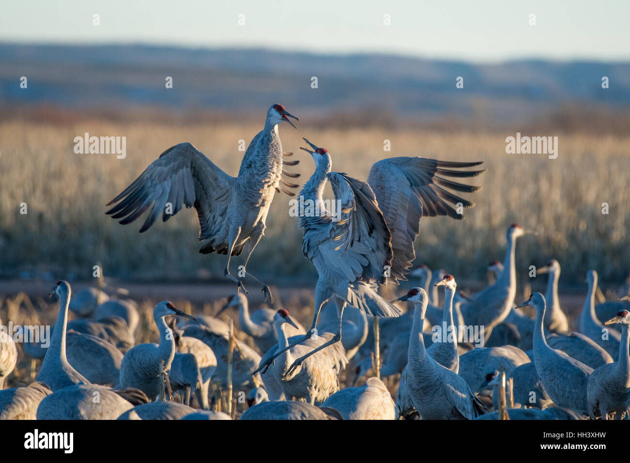 Aux prises avec une plus grande, les Grues du Canada (Grus canadensis tabida), Ladd S. Gordon Waterfowl Management Area, New Mexico, USA. Banque D'Images