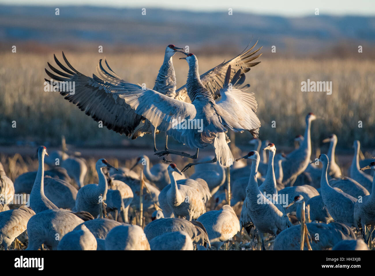 Aux prises avec une plus grande, les Grues du Canada (Grus canadensis tabida), Ladd S. Gordon Waterfowl Management Area, New Mexico, USA. Banque D'Images