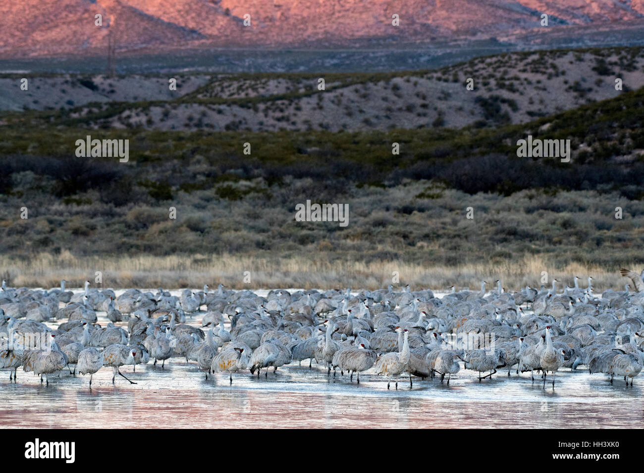 Les Grues du Canada (Grus canadensis), Bosque del Apache, National Wildlife Refuge, Nouveau Mexique, USA. Banque D'Images