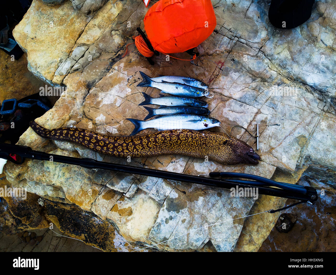 La pêche au harpon amateur-équipement et les poissons. Bouée, rouget, la murène, au fusil-harpon. Banque D'Images