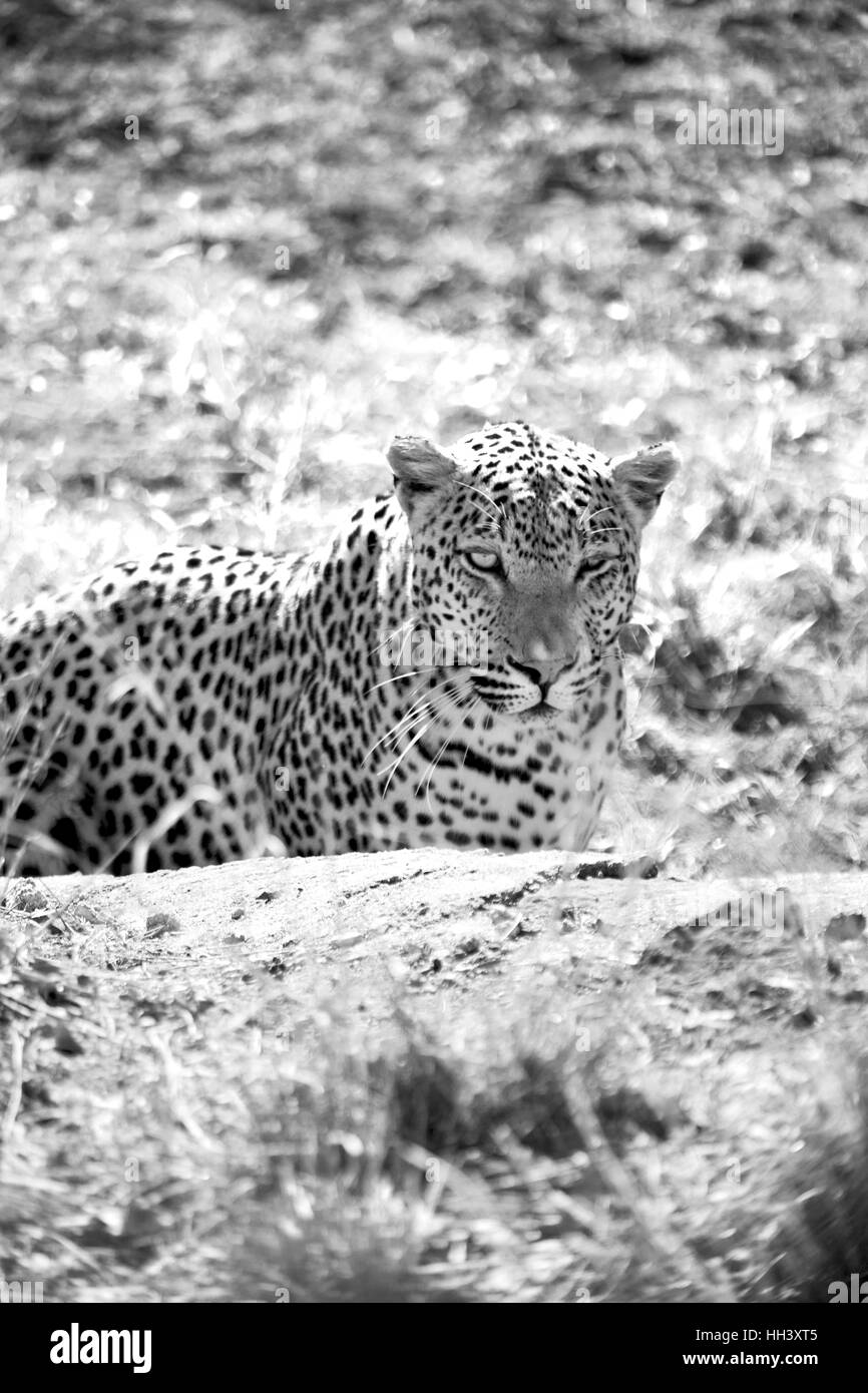 Blur en afrique du sud du parc naturel kruger wild leopard se reposant après hounting Banque D'Images