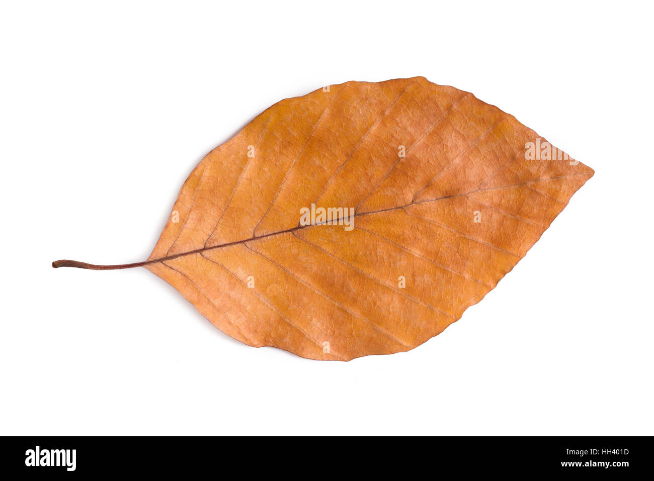 Feuille d'hêtre séché isolé sur fond blanc Banque D'Images