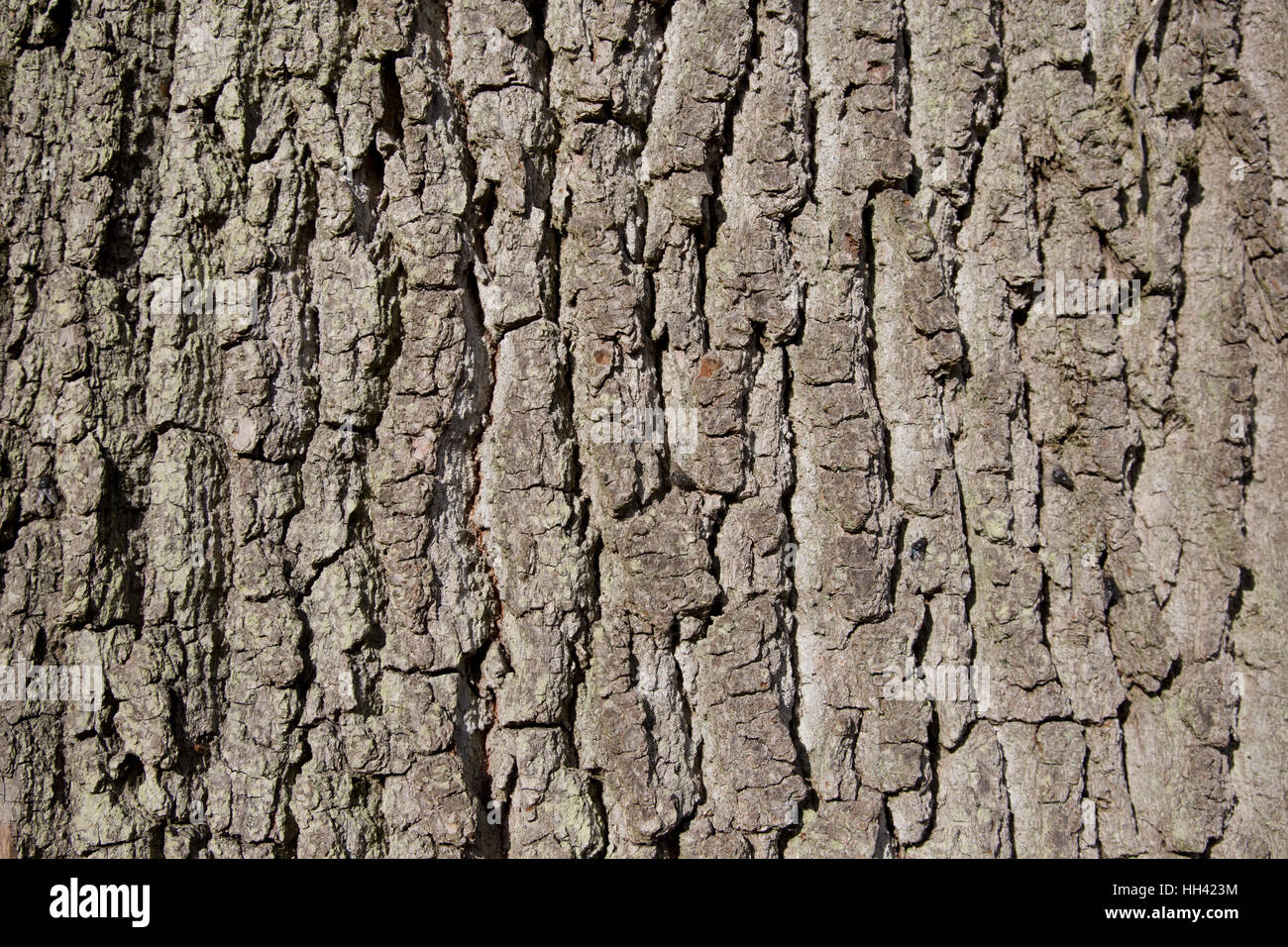 Close up d'écorce de chêne, batsford arboretum uk Banque D'Images
