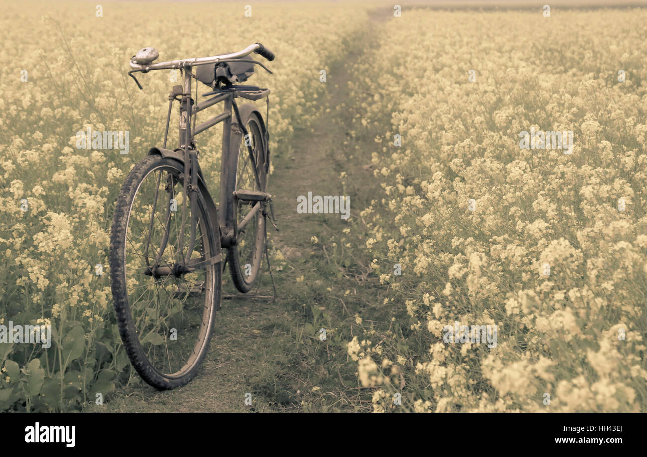 Vintage bicyclette dans un champ de moutarde rural au Bangladesh Banque D'Images