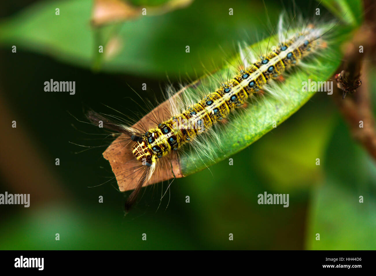 Chenille Velue Sur Feuille Verte Banque d'image et photos Alamy — free download