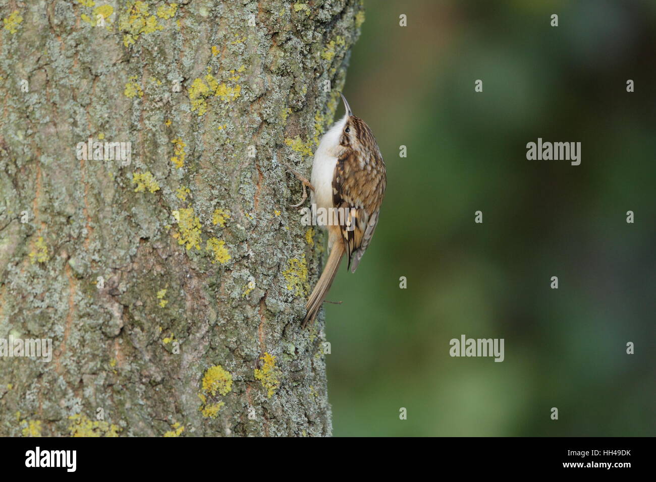 Bruant eurasien (Certhia familiaris) monter un tronc d'arbre dans un bois britannique Banque D'Images